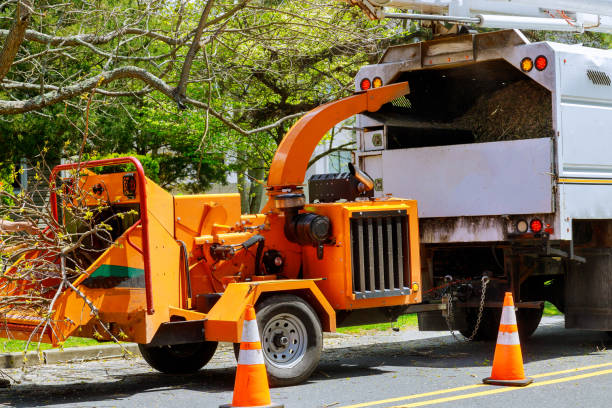 Why Choose Our Tree Removal Services in Prospect Heights, IL?